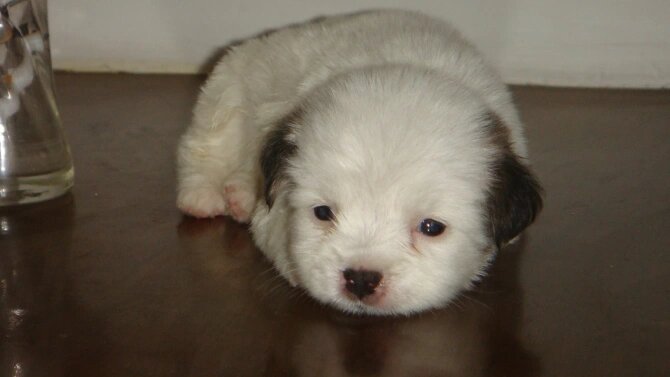 和蹦豆的二十三个日子作文